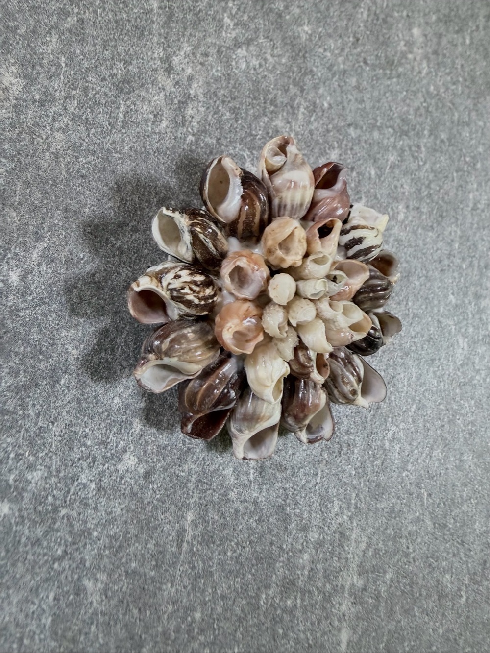Vintage Brooch Sea Shell Cluster Pin - Neutral Tones - Picture 6 of 7